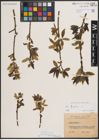 Foto von Salix fragilis L.